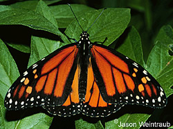 The Monarch 4th Stage