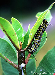 The Monarch 2nd Stage