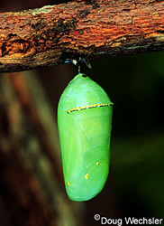 The Monarch 3rd Stage